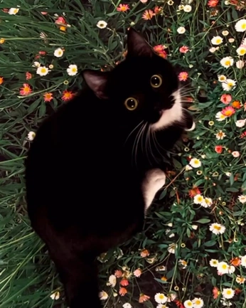 A cover of "cats" cluster. The owner is pomari. The cluster consists of 1 element.