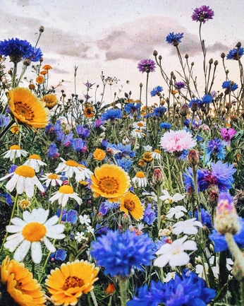 A cover of "Nature 🌷" cluster. The owner is chaaaaa. The cluster consists of 10 elements.