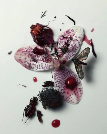 A cover of "MÛRE ROUGE" cluster. The owner is hurart. The cluster consists of 42 elements.