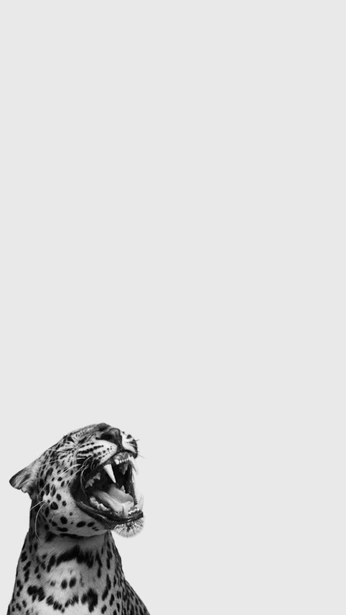 A cover of "Cats" cluster. The owner is rok.sivante. The cluster consists of 8 elements.