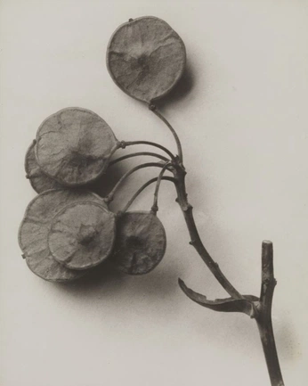 A cover of "eco" cluster. The owner is ktswrld. The cluster consists of 11 elements.