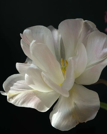 A cover of "Paint" cluster. The owner is estela.smg. The cluster consists of 8 elements.