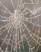 Cover of spider web ... cluster