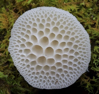 A cover of "texture" cluster. The owner is fantastic3d. The cluster consists of 11 elements.