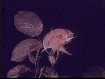 A cover of "CW26" cluster. The owner is shelbsivey. The cluster consists of 29 elements.