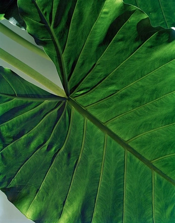 A cover of "texturas" cluster. The owner is 444fly. The cluster consists of 1 element.