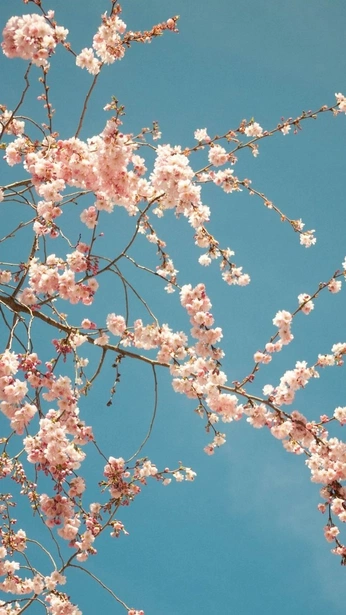 A cover of "taizu" cluster. The owner is yarinalon. The cluster consists of 36 elements.