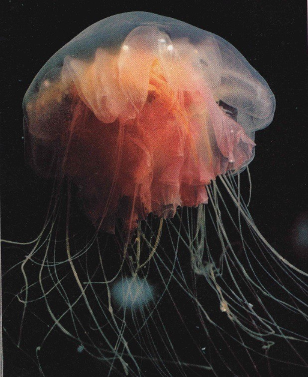Jellyfish