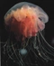 Cover of Jellyfish cluster