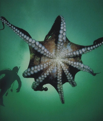 A cover of "Sea" cluster. The owner is ivoidwarranties. The cluster consists of 12 elements.