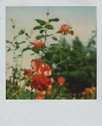 A cover of "Cinema Prints" cluster. The owner is meganisworking. The cluster consists of 2 elements.