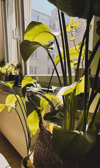 A cover of "plnts" cluster. The owner is mara628. The cluster consists of 4 elements.