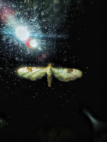 A cover of "meat" cluster. The owner is dejija. The cluster consists of 13 elements.