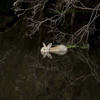 A cover of "r" cluster. The owner is mareneeps. The cluster consists of 1 element.