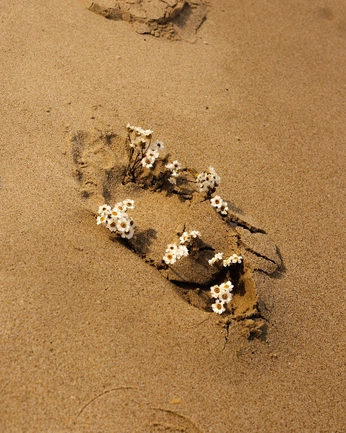 A cover of "Plant" cluster. The owner is melmomood. The cluster consists of 6 elements.