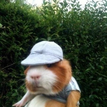 A cover of "silly guys" cluster. The owner is spookysushi. The cluster description is "my favourite lil critters that infinitely improve my life 🐹". The cluster consists of 33 elements.