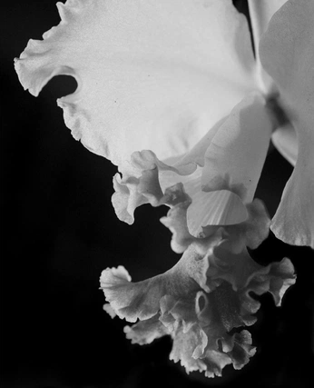 A cover of "about fabric" cluster. The owner is cacazerow. The cluster consists of 2 elements.