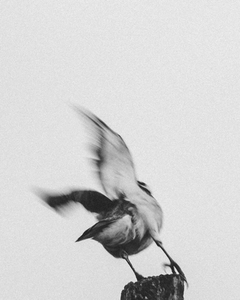 A cover of "Birds" cluster. The owner is odettee. The cluster consists of 11 elements.