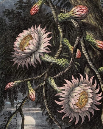 A cover of "nature art" cluster. The owner is libbybax. The cluster consists of 16 elements.