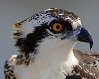 A cover of "things to draw" cluster. The owner is alpineridge. The cluster consists of 8 elements.