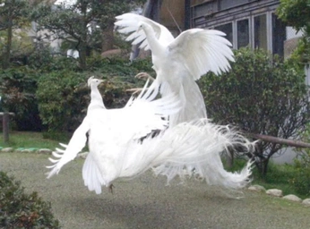 A cover of "Liminal Drift" cluster. The owner is denyags. The cluster consists of 99 elements.