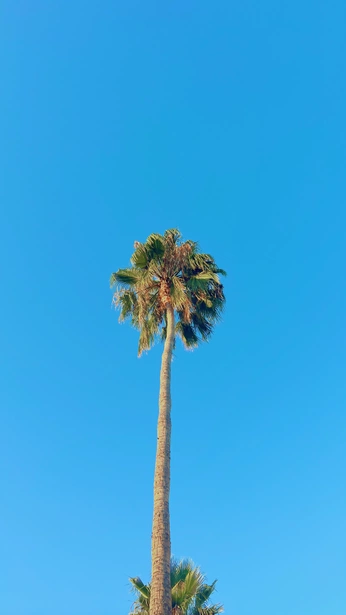 A cover of "wllppr" cluster. The owner is mlkbnsm. The cluster consists of 1 element.