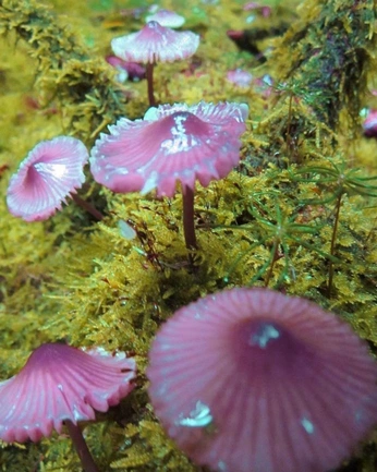 A cover of "🪷" cluster. The owner is saeisgae. The cluster consists of 3 elements.