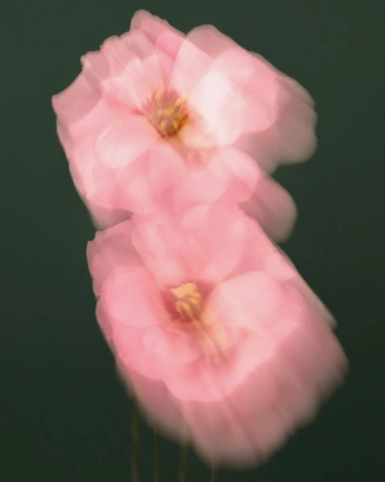 A cover of "afeto" cluster. The owner is bolocomaionese. The cluster consists of 97 elements.