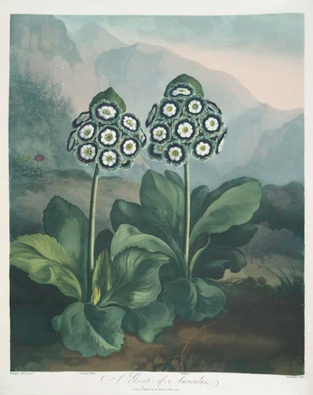 A cover of "Naturaleza" cluster. The owner is maiicarra. The cluster consists of 14 elements.