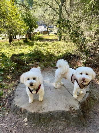 A cover of "Peanut & Cooper" cluster. The owner is creativelaura. The cluster consists of 41 elements.