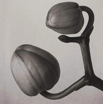 A cover of "Nature & Biology" cluster. The owner is karenography. The cluster consists of 388 elements.