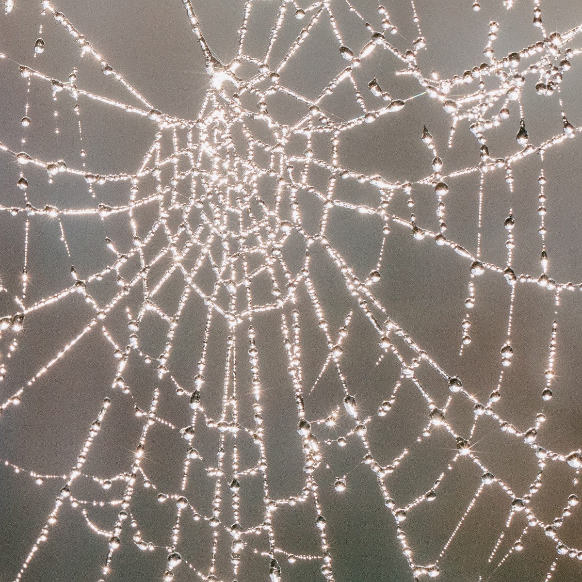 MACHINE LEARNING MUSE