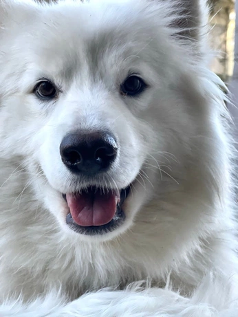 A cover of "Samoyed" cluster. The owner is scottishimo. The cluster consists of 15 elements.