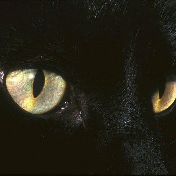 Photograph of a black cat, attributed to National Geographic and McLoughlin Brothers.