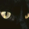 Cover of cats cluster