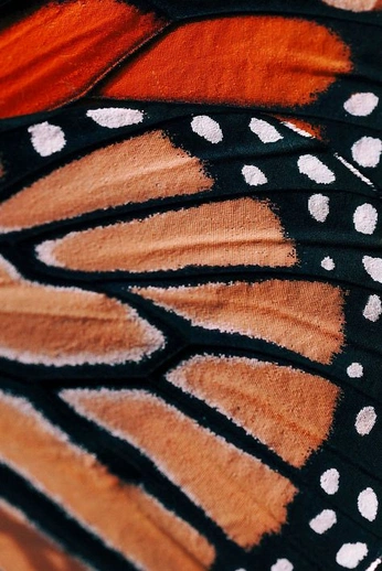 A cover of "mirror" cluster. The owner is gummypeep. The cluster consists of 4 elements.