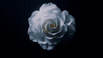 A cover of "full bloom" cluster. The owner is selinkarci. The cluster consists of 30 elements.