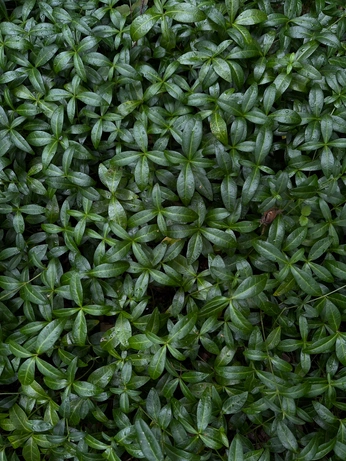 A cover of "Nature" cluster. The owner is hannahziebart. The cluster consists of 18 elements.