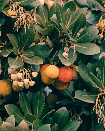 A cover of "Randeau" cluster. The owner is traxdav. The cluster consists of 1 element.