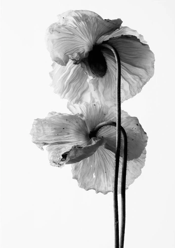 A cover of "anemone" cluster. The owner is chatelain. The cluster consists of 17 elements.