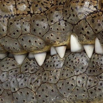 A cover of "reptile" cluster. The owner is celiarahill. The cluster consists of 76 elements.