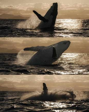 A cover of "reference" cluster. The owner is eoh4inside. The cluster consists of 1 element.