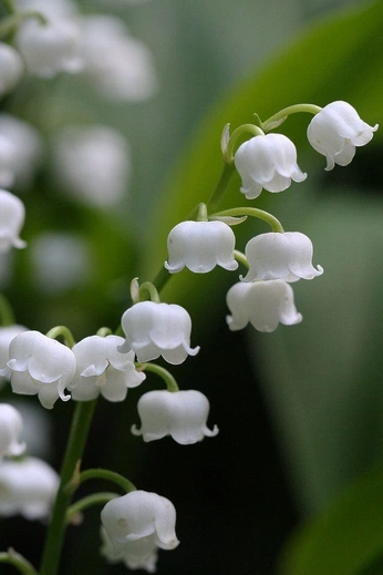 A cover of "nature references" cluster. The owner is justin.c. The cluster consists of 10 elements.