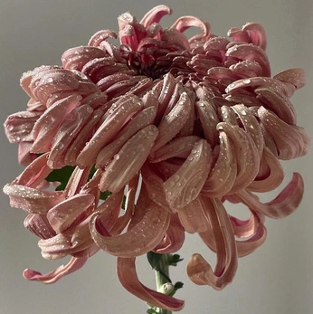 A cover of "Végetal" cluster. The owner is oce75018. The cluster consists of 12 elements.