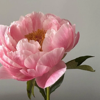 A cover of "🪻" cluster. The owner is 6161251. The cluster description is "flower calms". The cluster consists of 14 elements.