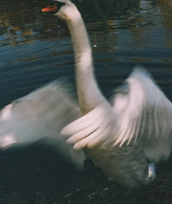 A cover of "get Ratted" cluster. The owner is deathlines. The cluster consists of 57 elements.