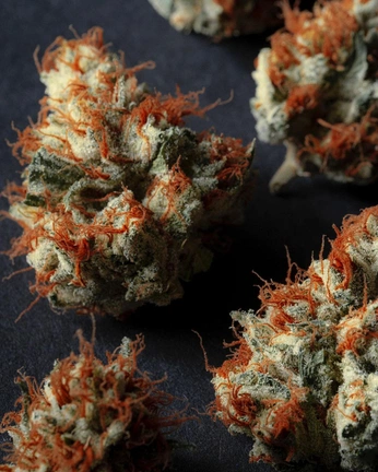 A cover of "Cannabish 🍃" cluster. The owner is artisunn. The cluster consists of 40 elements.