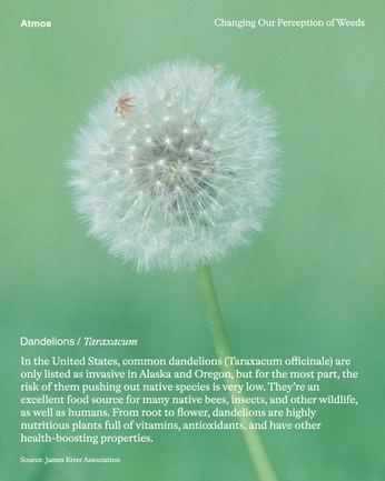 A cover of "dandy" cluster. The owner is blindspots. The cluster consists of 9 elements.