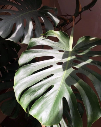 A cover of "🌱" cluster. The owner is jmina. The cluster consists of 4 elements.