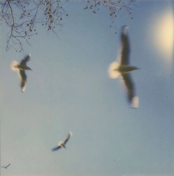 A cover of "Animals" cluster. The owner is okidokimacaroni. The cluster description is "Except cats, they are with the boobs". The cluster consists of 22 elements.